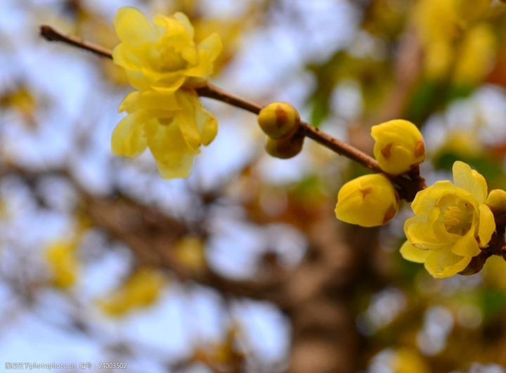 歲末時(shí)節(jié)百花盡，獨(dú)見蠟梅寒中香---感悟冬季蓉城“梅香”